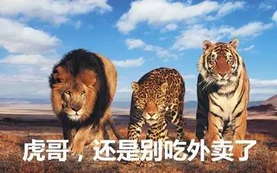 最新虎獅，學(xué)習(xí)變革的力量，自信與成就感的崛起之路