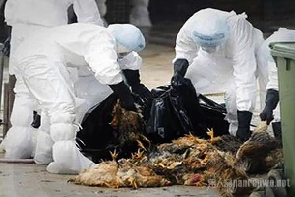 全球禽流感最新動態(tài)，全球態(tài)勢與多方觀點深度解析